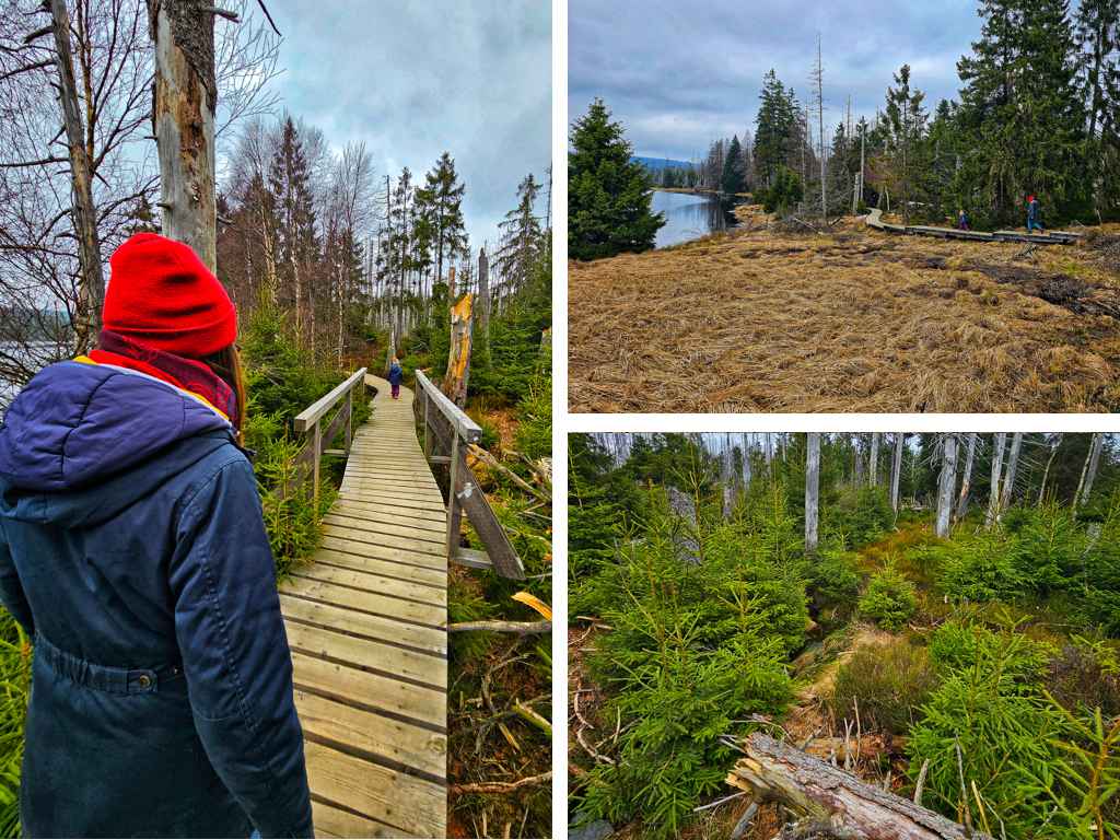 Oderteich-Nationalpark-Harz-Rundwanderung-W6-Talsperre-Familienwanderung-Wandertipp-Bohlenweg